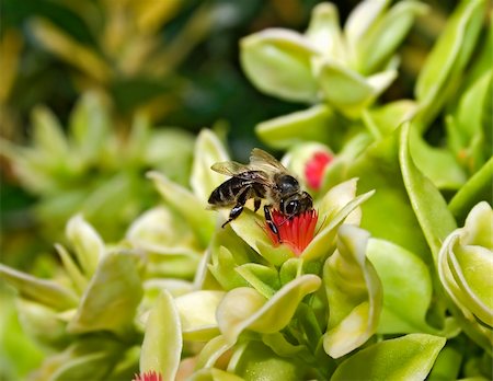 simsearch:400-04824887,k - bee collecting honey nectar from flower Stock Photo - Budget Royalty-Free & Subscription, Code: 400-04780537