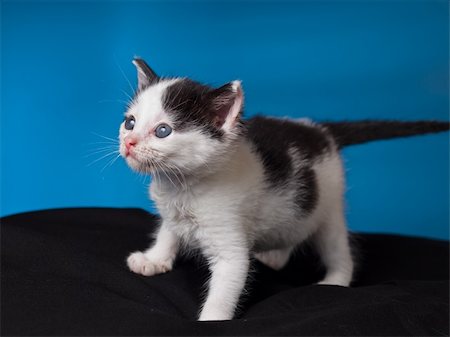 foot in mouth - Adorable 2 month old kitten standing on a black cloth with. Stock Photo - Budget Royalty-Free & Subscription, Code: 400-04780567