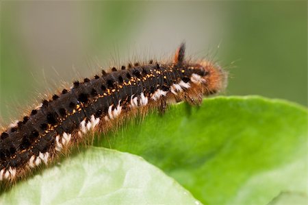 Macro view of hairy caterpillar on a leaf Stock Photo - Budget Royalty-Free & Subscription, Code: 400-04780733