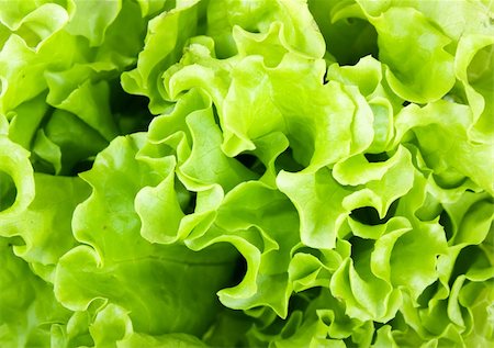 simsearch:400-05368196,k - Fresh green Lettuce salad Foto de stock - Super Valor sin royalties y Suscripción, Código: 400-04781189
