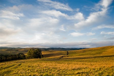 simsearch:841-03867896,k - Golden grass prairies in southern Brazil with blue sky and clouds. Foto de stock - Super Valor sin royalties y Suscripción, Código: 400-04781250