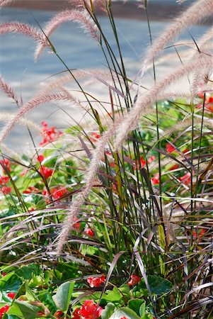 Grass, spikes and flowers on flower bed in center of town Stock Photo - Budget Royalty-Free & Subscription, Code: 400-04781325