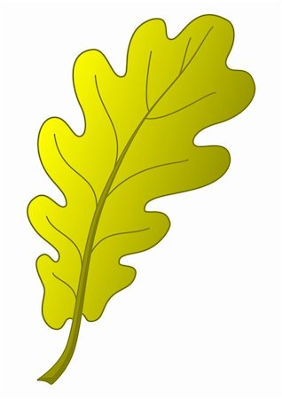 simsearch:400-04385202,k - Leaf of an autumn oak tree, nature object, vector, isolated Foto de stock - Super Valor sin royalties y Suscripción, Código: 400-04781388