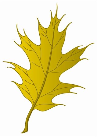 simsearch:400-04385202,k - Leaf of an autumn tree oak Iberian, nature object, vector, isolated Foto de stock - Super Valor sin royalties y Suscripción, Código: 400-04781389