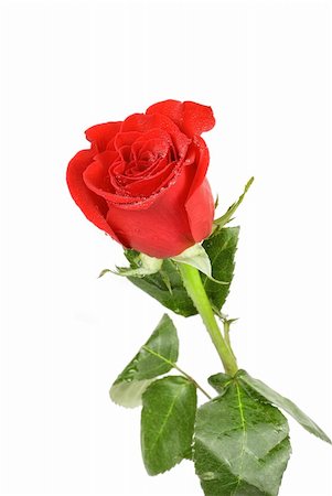 single red rose bud - red rose flower isolated on a white Stock Photo - Budget Royalty-Free & Subscription, Code: 400-04781685