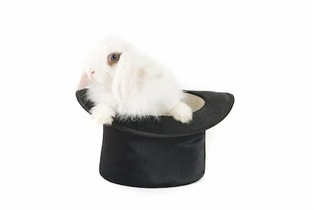 simsearch:400-04322840,k - White bunny at black hat isolated on a white background Foto de stock - Super Valor sin royalties y Suscripción, Código: 400-04781682