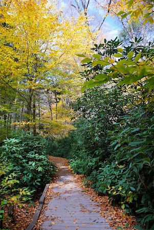 simsearch:400-04240598,k - Autumn hiking trail with foliage in woods. From Bushkill Falls, Pennsylvania. Foto de stock - Super Valor sin royalties y Suscripción, Código: 400-04782227