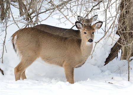 simsearch:400-04793517,k - Whitetail deer doe standing in the woods in winter snow with yearling behind her. Foto de stock - Super Valor sin royalties y Suscripción, Código: 400-04782544