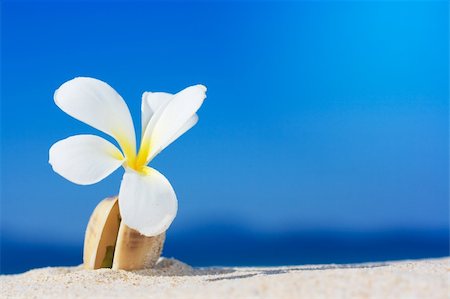 simsearch:400-04660767,k - Tropical flower Plumeria alba and seashell on the sandy beach Foto de stock - Super Valor sin royalties y Suscripción, Código: 400-04782614