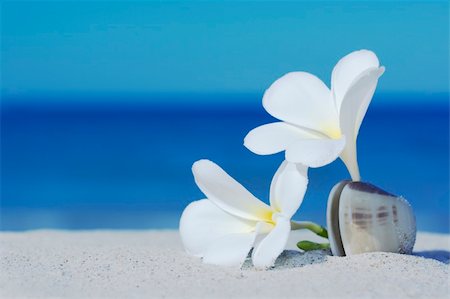 Two plumeria flowers on sandy beach Stock Photo - Budget Royalty-Free & Subscription, Code: 400-04782615