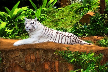 simsearch:400-04782732,k - White tiger relaxing outdoor at day time Stock Photo - Budget Royalty-Free & Subscription, Code: 400-04782732