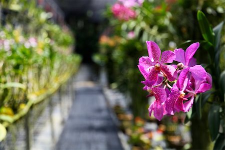 simsearch:400-04941060,k - Exotic orchid garden in Thailand - travel and tourism. Fotografie stock - Microstock e Abbonamento, Codice: 400-04782828