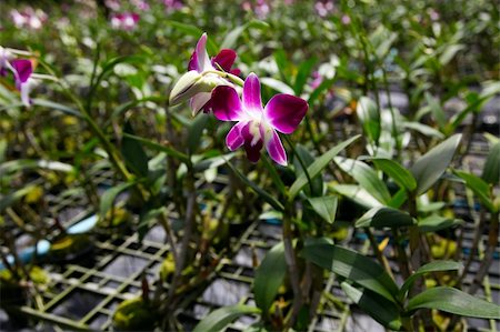 simsearch:400-04941060,k - Exotic orchid garden in Thailand - travel and tourism. Fotografie stock - Microstock e Abbonamento, Codice: 400-04782829