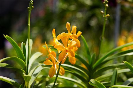 simsearch:400-04941060,k - Exotic orchid garden in Thailand - travel and tourism. Fotografie stock - Microstock e Abbonamento, Codice: 400-04782821