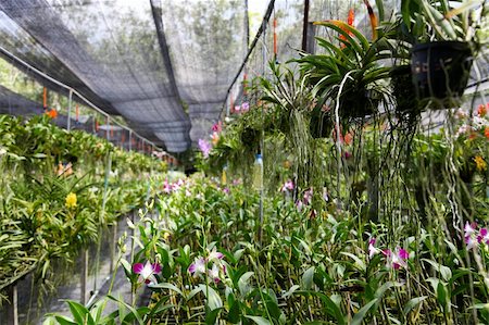 simsearch:400-04941060,k - Exotic orchid garden in Thailand - travel and tourism. Fotografie stock - Microstock e Abbonamento, Codice: 400-04782830