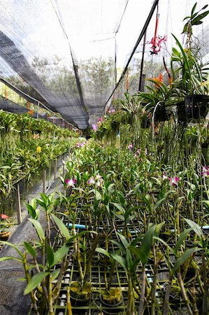 simsearch:400-04941060,k - Exotic orchid garden in Thailand - travel and tourism. Fotografie stock - Microstock e Abbonamento, Codice: 400-04782832