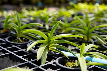 simsearch:400-04941060,k - Exotic orchid garden in Thailand - travel and tourism. Fotografie stock - Microstock e Abbonamento, Codice: 400-04782842