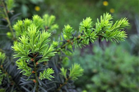 softwood - Yew tree (Taxus cuspidata). Young growing branch of Japanese yew. Stock Photo - Budget Royalty-Free & Subscription, Code: 400-04783060