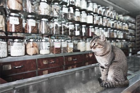 Cat like a seller in traditional Chinese medicine and dried goods shop Stock Photo - Budget Royalty-Free & Subscription, Code: 400-04783409
