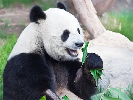 simsearch:400-07621881,k - Giant panda is eating green bamboo leaf Stockbilder - Microstock & Abonnement, Bildnummer: 400-04783411