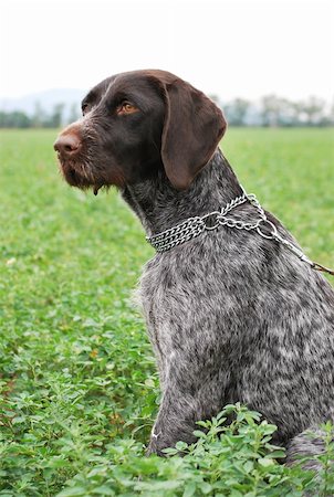 pointer dogs sitting - German Wirehaired Pointer sitting on the ground Stock Photo - Budget Royalty-Free & Subscription, Code: 400-04783715