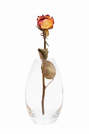 roses wilting - dry rose in the vase on a white background Foto de stock - Super Valor sin royalties y Suscripción, Código: 400-04794038