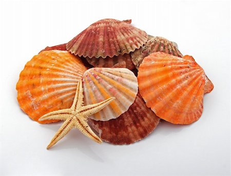 simsearch:400-06071815,k - Star fish and sea shells over a white background. Photographie de stock - Aubaine LD & Abonnement, Code: 400-04794098