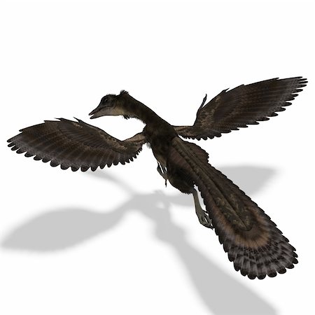 simsearch:400-04793730,k - Dinosaur Archaeopteryx. 3D rendering with clipping path and shadow over white Foto de stock - Royalty-Free Super Valor e Assinatura, Número: 400-04794119