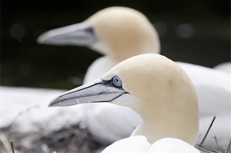 This photograph represent a rare bird: Northern Gannet (Morus Bassana). The Northern gannet's breeding range is the North Atlantic. They normally nest in large colonies, on cliffs overlooking the ocean or on small rocky islands. The largest colony of this bird, with over 60,000 birds, is found on Bonaventure Island, Quebec, Canada. Stock Photo - Budget Royalty-Free & Subscription, Code: 400-04794274