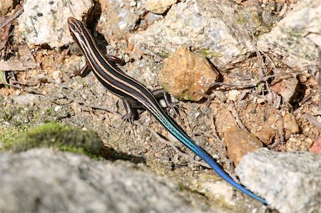 Lizard - Mt Misen, Miyajima, Japan Stock Photo - Budget Royalty-Free & Subscription, Code: 400-04794651