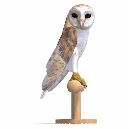 schleiereule - Barn Owl Bird. 3D rendering with clipping path and shadow over white Stockbilder - Microstock & Abonnement, Bildnummer: 400-04794661