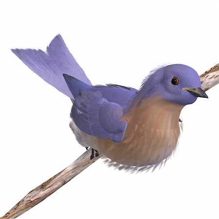 simsearch:400-04793730,k - Bird Female Western Bluebird. 3D rendering with clipping path and shadow over white Foto de stock - Royalty-Free Super Valor e Assinatura, Número: 400-04794662