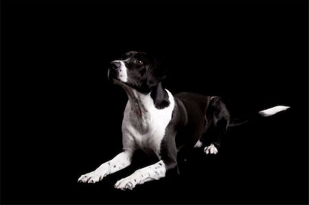 simsearch:400-04883639,k - Beautiful dog lying on the floor with and looking upwards, isolated on black Stock Photo - Budget Royalty-Free & Subscription, Code: 400-04794976