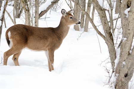 simsearch:400-04793517,k - Whitetail deer doe standing in the woods in winter snow. Foto de stock - Super Valor sin royalties y Suscripción, Código: 400-04795025