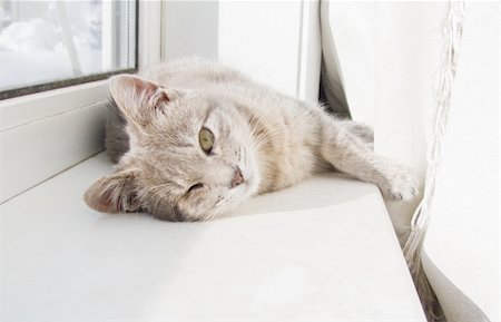 cat lying on a windowsill Stock Photo - Budget Royalty-Free & Subscription, Code: 400-04795072