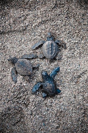 turtles Foto de stock - Super Valor sin royalties y Suscripción, Código: 400-04795284