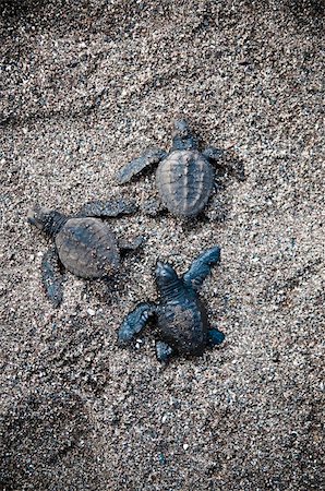 turtles Foto de stock - Royalty-Free Super Valor e Assinatura, Número: 400-04795284