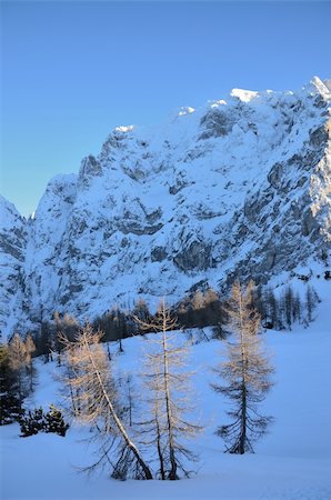 Sunset in the mountains, trees in the last sunlight and high mountains with snow in the back. Photographie de stock - Aubaine LD & Abonnement, Code: 400-04795283