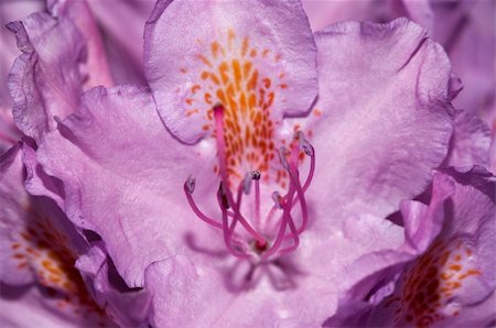 rose bay - Close-up (macro) of the bloom of rose-bay Foto de stock - Royalty-Free Super Valor e Assinatura, Número: 400-04795431