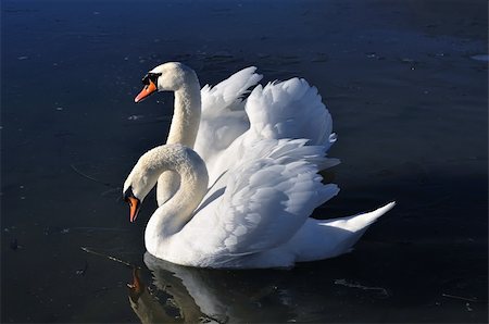 simsearch:400-05070496,k - Two lovely swans on the frozen river Stock Photo - Budget Royalty-Free & Subscription, Code: 400-04795753