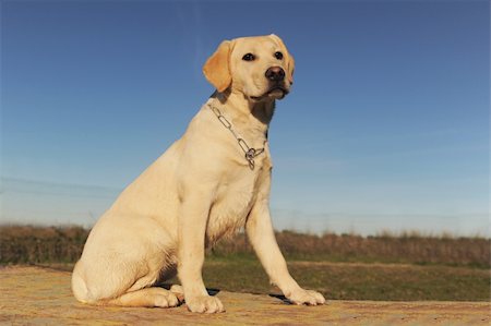 simsearch:400-04361715,k - purebred puppy labrador retriever in a blue sky Fotografie stock - Microstock e Abbonamento, Codice: 400-04796025