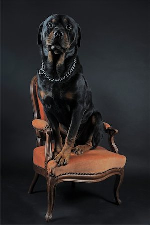 portrait of a purebred rottweiler siiting on an armchair,  in front of black background Foto de stock - Super Valor sin royalties y Suscripción, Código: 400-04796027
