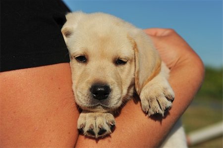 simsearch:400-04283000,k - purebred puppy labrador retriever six weeks old Stock Photo - Budget Royalty-Free & Subscription, Code: 400-04796021
