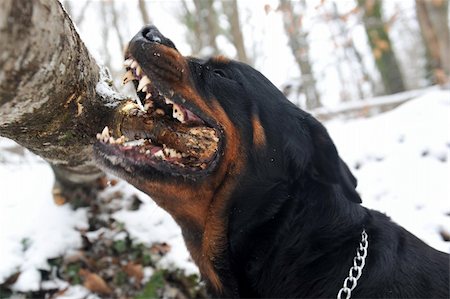 simsearch:400-06949768,k - a rottweiler biting a stick of wood in a forest Photographie de stock - Aubaine LD & Abonnement, Code: 400-04796023