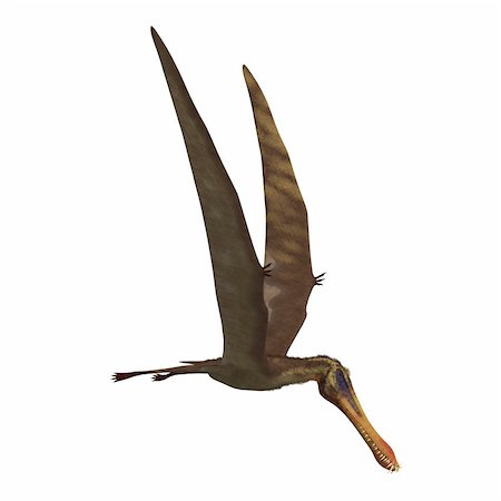 simsearch:400-04793730,k - Dinosaur Anhanguera Pterosaur. 3D rendering with clipping path and shadow over white Foto de stock - Royalty-Free Super Valor e Assinatura, Número: 400-04796298