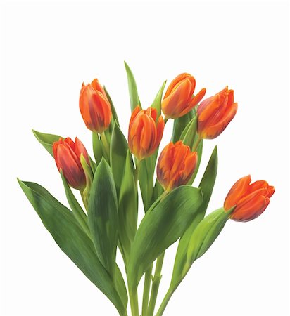 simsearch:400-04340566,k - beautiful red tulips isolated on white background Photographie de stock - Aubaine LD & Abonnement, Code: 400-04796326
