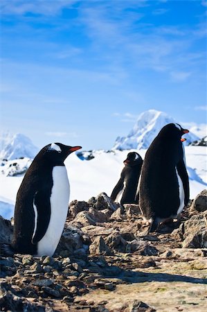 penguins dreaming sitting on a rock, mountains in the background Stock Photo - Budget Royalty-Free & Subscription, Code: 400-04796356