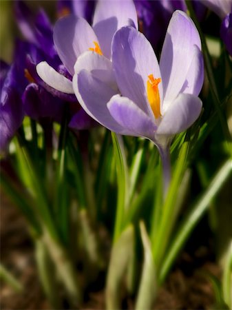 simsearch:700-00169460,k - Crocus flowers on a ground. Picture with selective focus. Photographie de stock - Aubaine LD & Abonnement, Code: 400-04796466