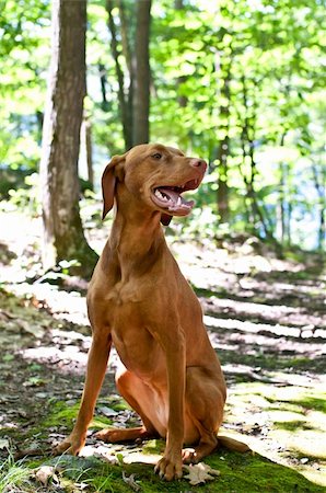 pointer dogs sitting - A Vizsla dog sits on a path through a forest with trees and green leaves in the background. Stock Photo - Budget Royalty-Free & Subscription, Code: 400-04796576