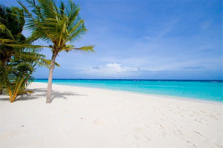 simsearch:400-04241229,k - Wonderful landscape with palm on a tropical beach Fotografie stock - Microstock e Abbonamento, Codice: 400-04796882